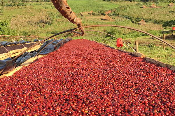 cà phê Ethiopia