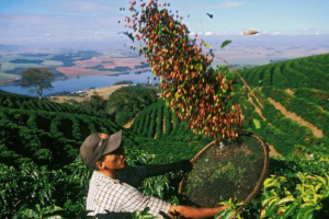 70% chất lượng của hương vị cà phê ngon phụ thuộc vào điều kiện trồng trọt và sinh trưởng