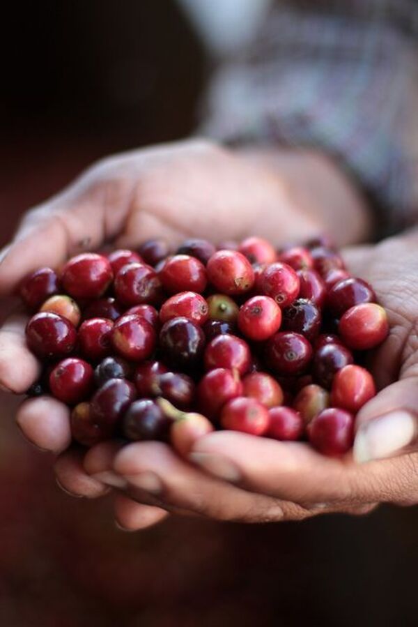 Tây Nguyên vùng trồng cà phê nổi tiếng tại Việt Nam