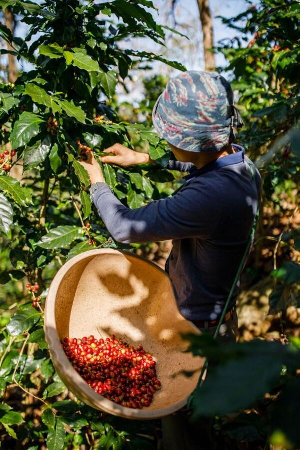 Trung Bộ vùng trồng cà phê nổi tiếng tại Việt Nam