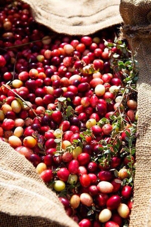 Tây Bắc vùng trồng cà phê nổi tiếng tại Việt Nam